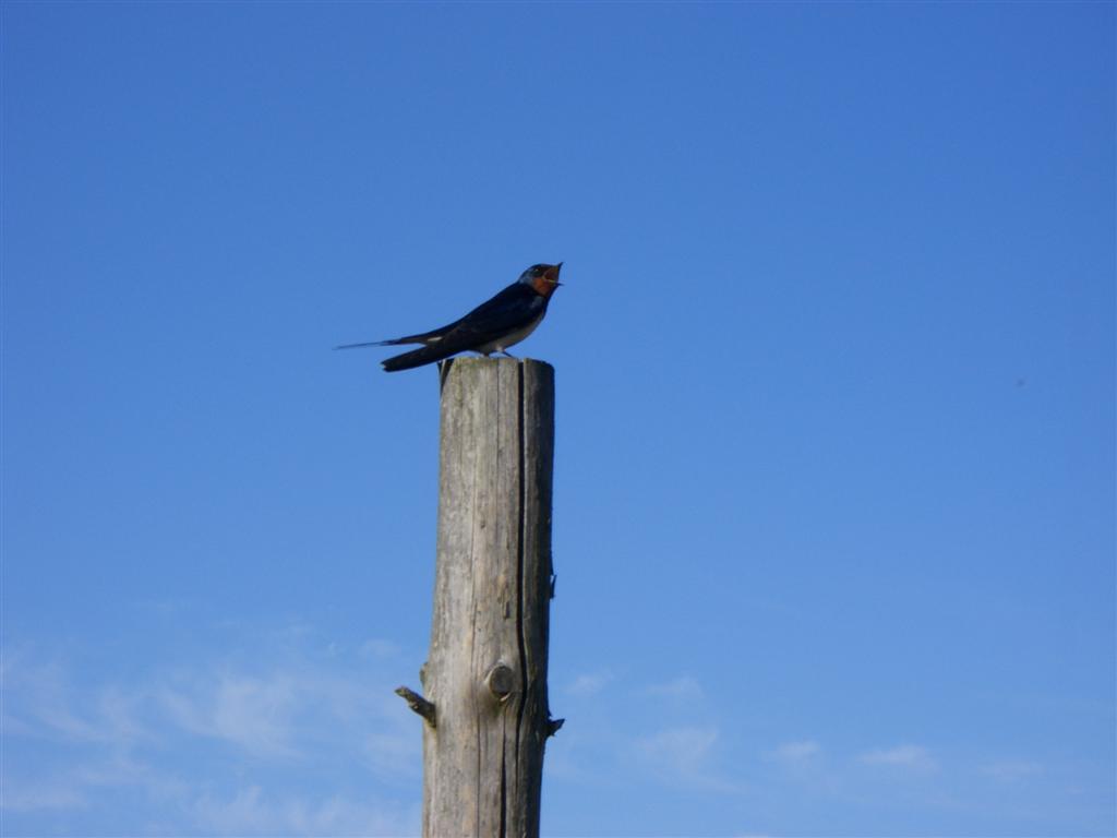 Vogel